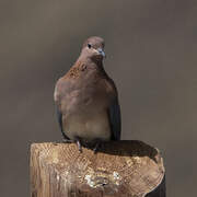 Laughing Dove