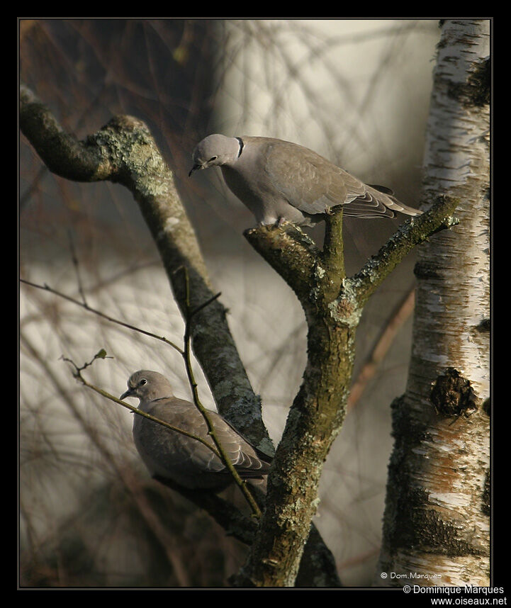 Tourterelle turqueadulte, identification