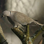 Eurasian Collared Dove