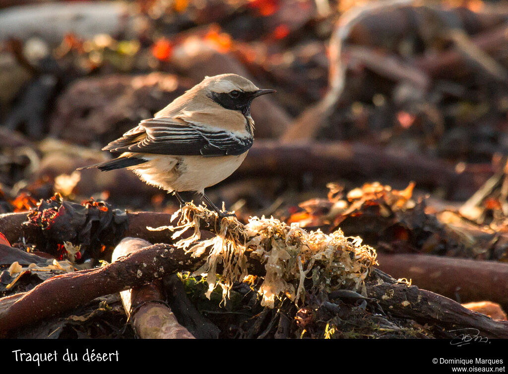 Desert Wheatear male adult post breeding, identification