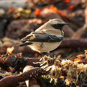 Desert Wheatear