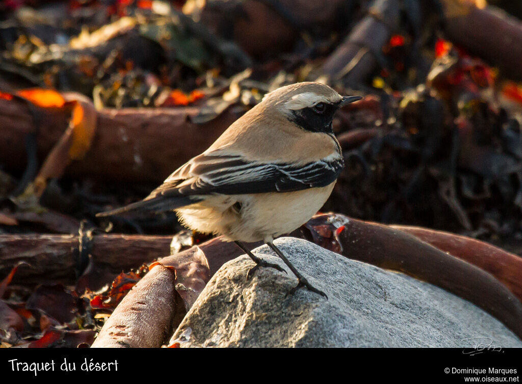 Desert Wheatear male adult post breeding, identification