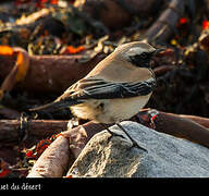 Desert Wheatear