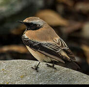 Desert Wheatear