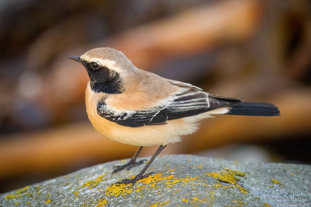 Desert Wheatear male adult post breeding, identification