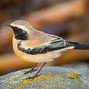 Desert Wheatear