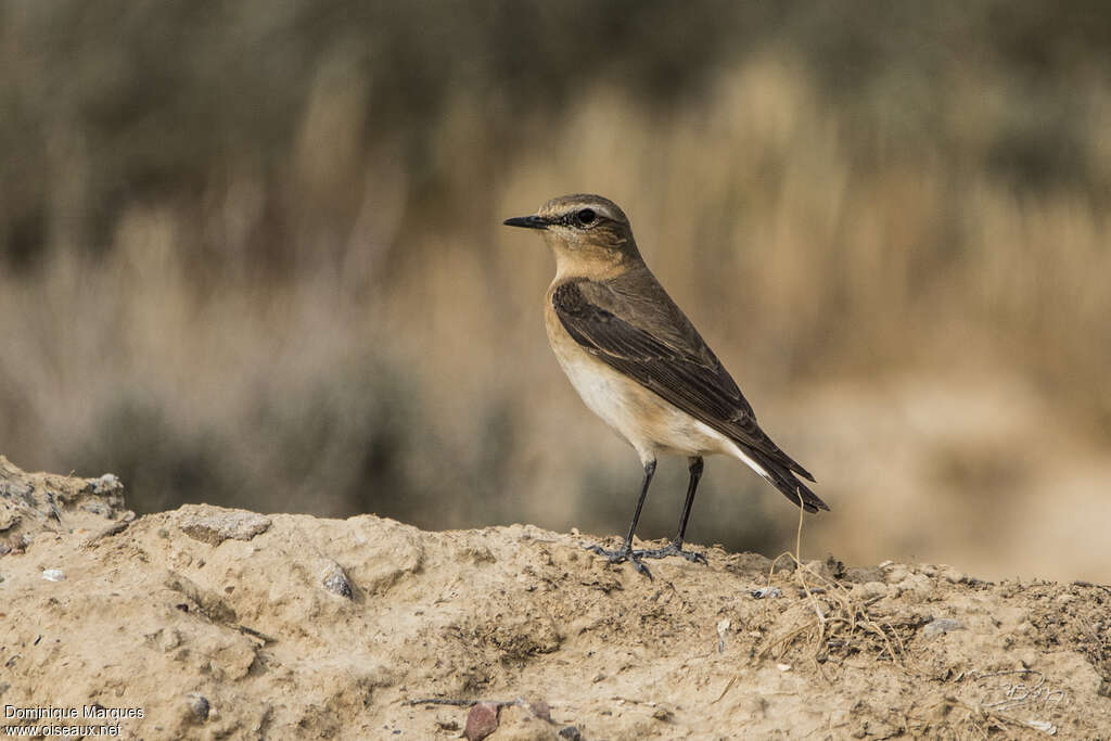 Northern Wheatear female adult breeding, identification