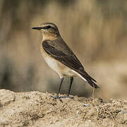 Northern Wheatear