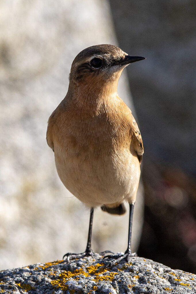 Northern Wheatear male adult post breeding, identification