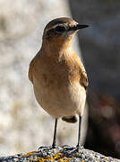 Northern Wheatear