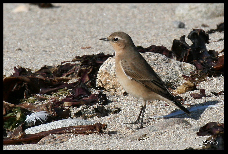 Northern Wheatear female adult