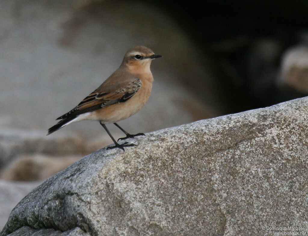 Northern Wheatear female