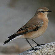 Northern Wheatear