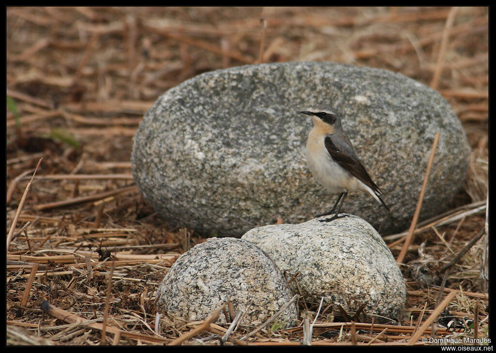 Northern Wheatear male adult