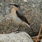 Northern Wheatear