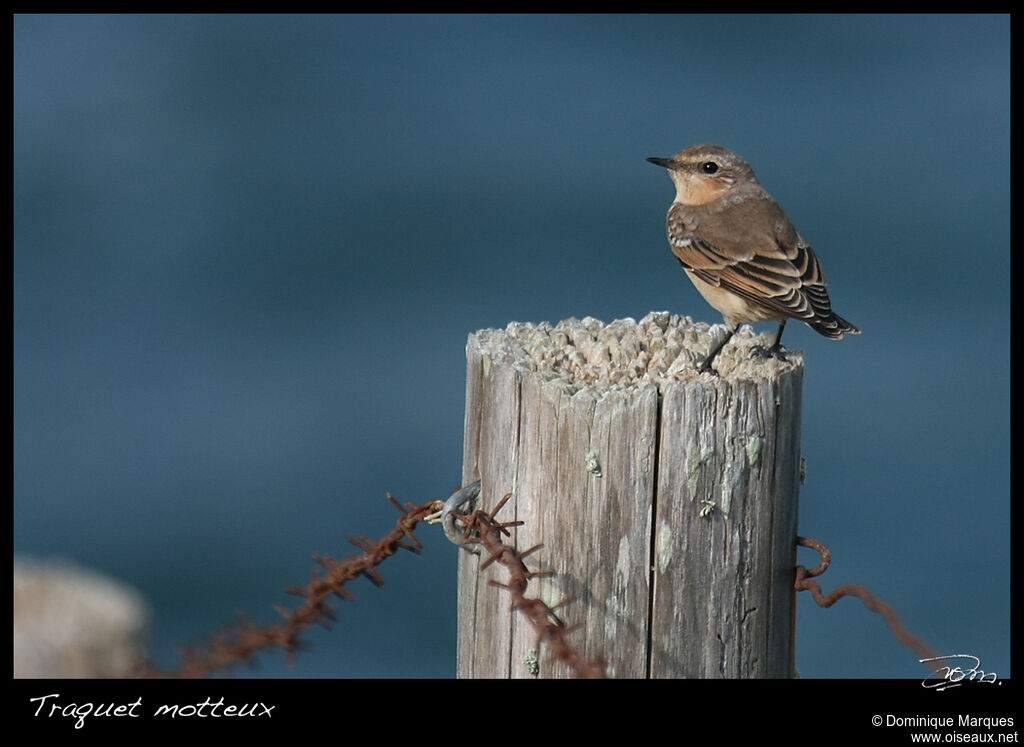 Northern Wheatearadult post breeding, identification