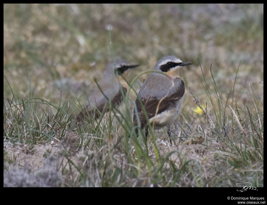 Northern Wheatear male adult breeding, identification