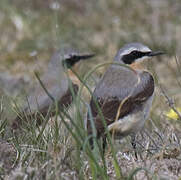 Northern Wheatear