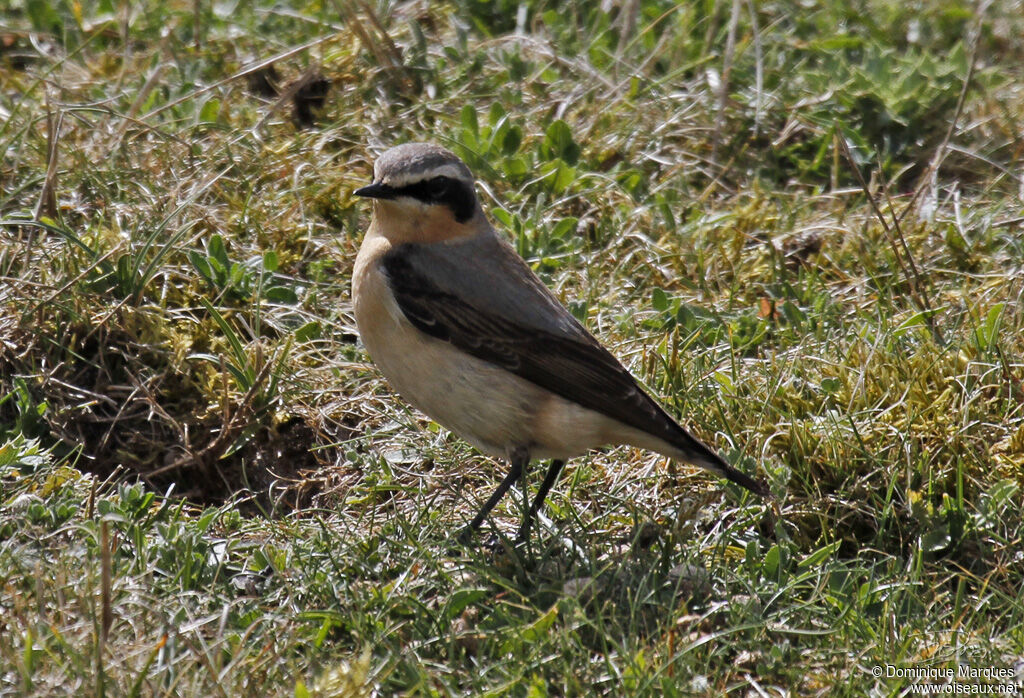 Traquet motteux mâle adulte, identification