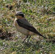 Northern Wheatear