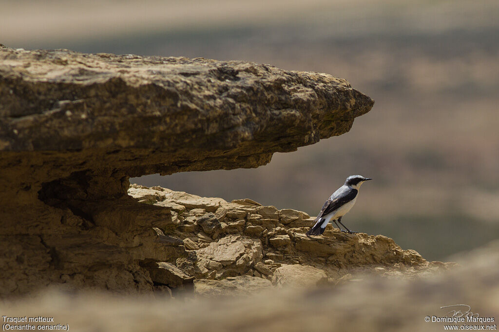 Northern Wheatear male adult breeding, identification