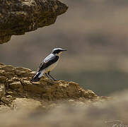 Northern Wheatear