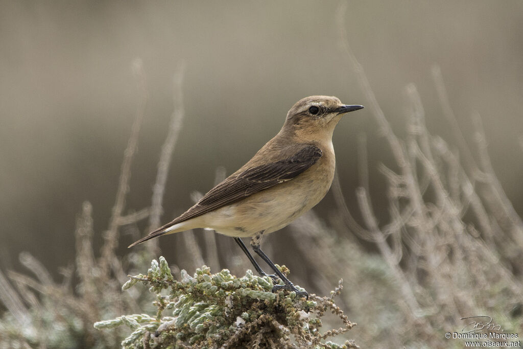 Northern Wheatearadult