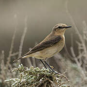 Northern Wheatear