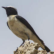 Eastern Black-eared Wheatear