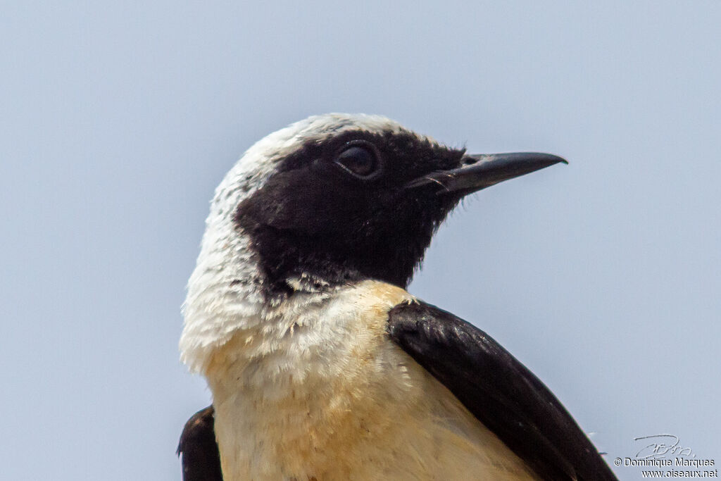 Eastern Black-eared Wheatear male adult, close-up portrait