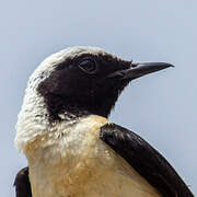 Eastern Black-eared Wheatear