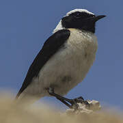 Eastern Black-eared Wheatear