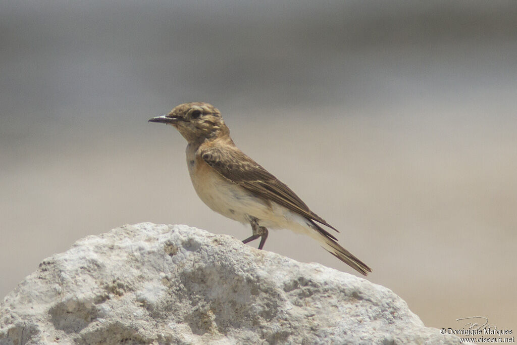 Eastern Black-eared Wheatear female adult breeding, identification