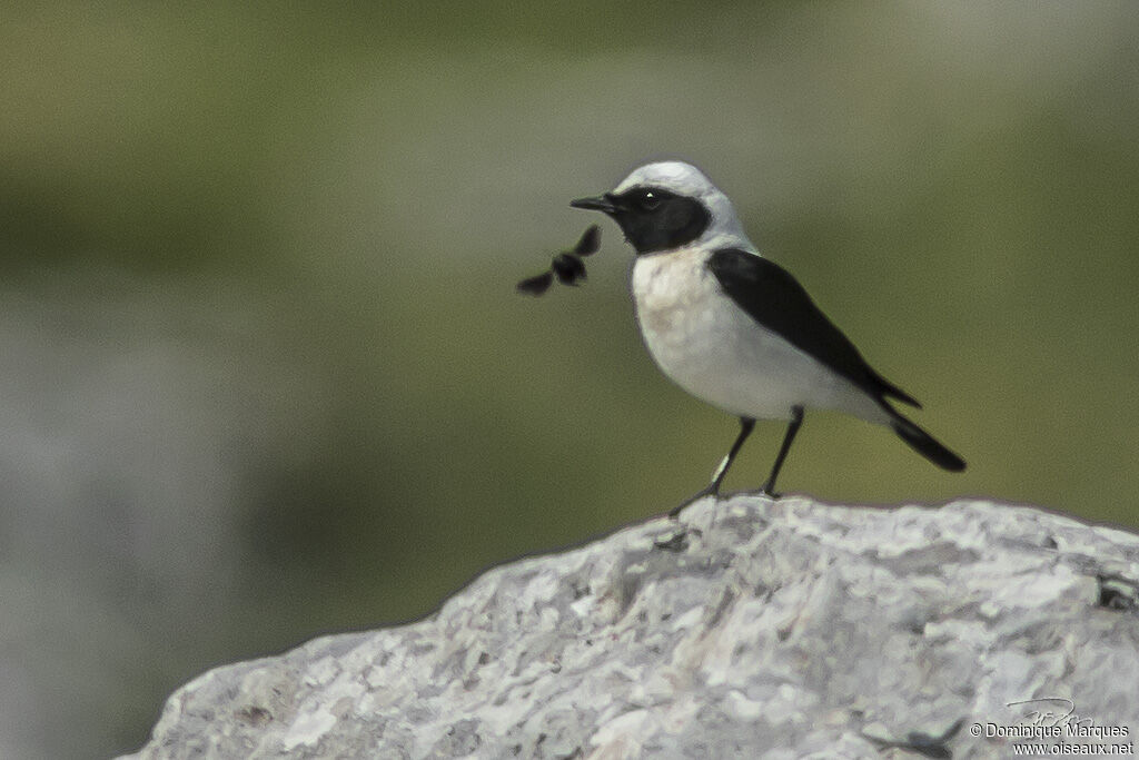 Eastern Black-eared Wheatear male adult breeding, identification