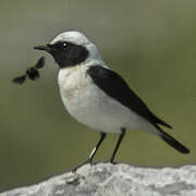 Eastern Black-eared Wheatear