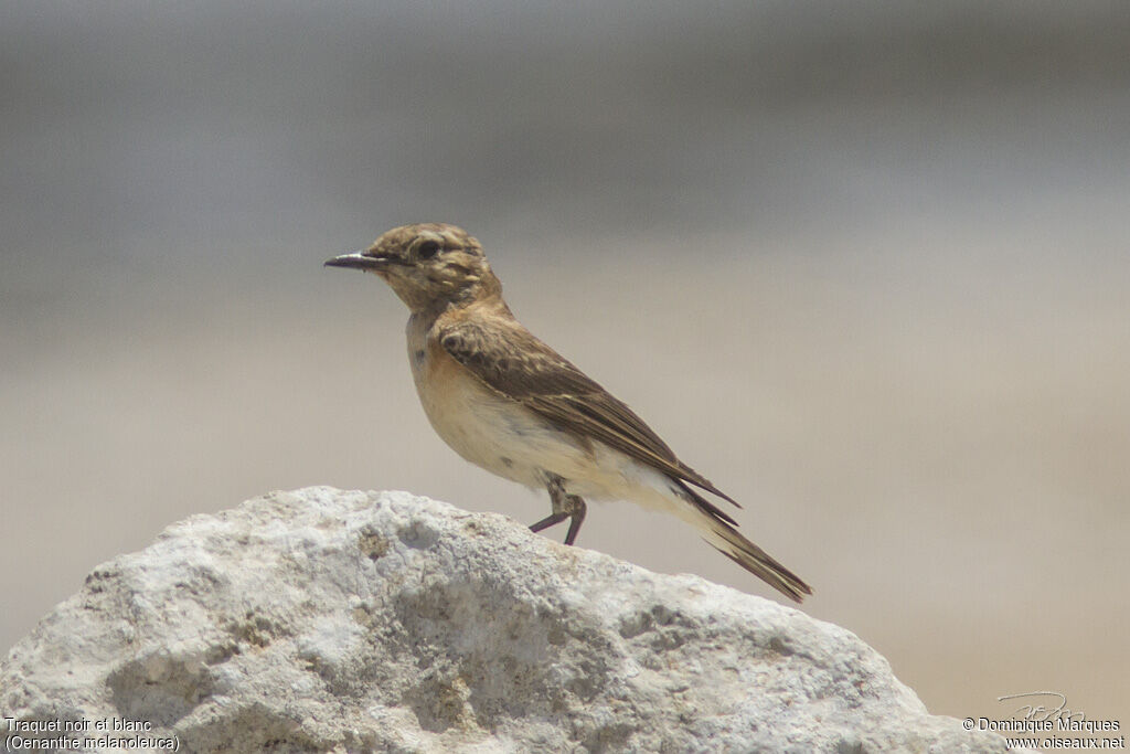 Eastern Black-eared Wheatear female adult breeding, habitat, Behaviour