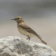 Eastern Black-eared Wheatear