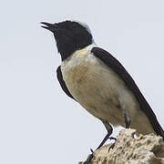 Eastern Black-eared Wheatear