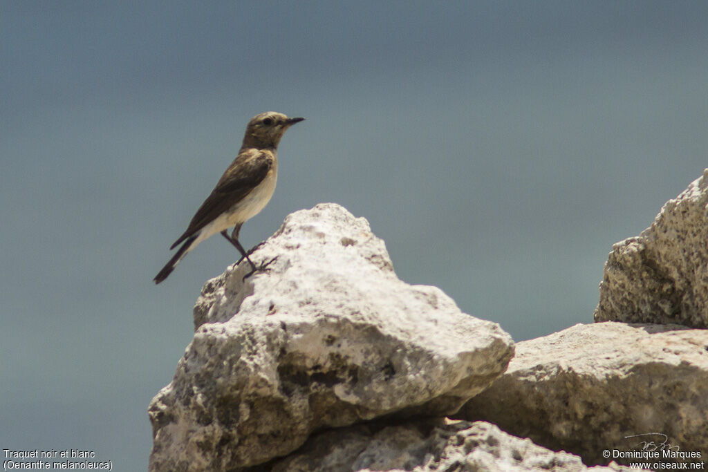 Eastern Black-eared Wheatear female adult breeding, identification