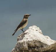 Eastern Black-eared Wheatear