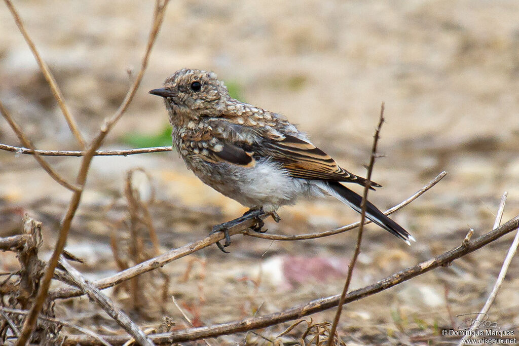 Traquet oreillardjuvénile, identification