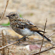 Western Black-eared Wheatear