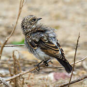 Western Black-eared Wheatear