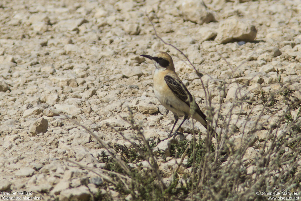 Black-eared Wheatear male adult breeding, identification