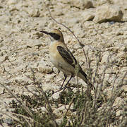 Western Black-eared Wheatear