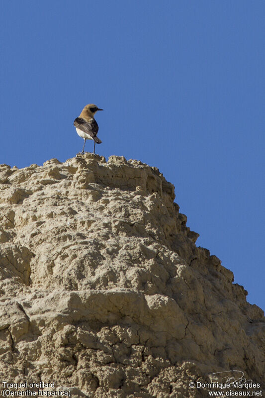 Black-eared Wheatear male adult breeding, identification