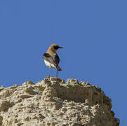 Black-eared Wheatear