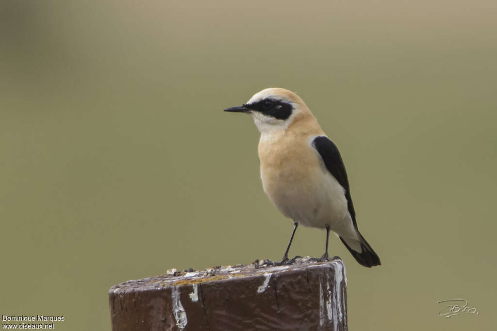 Black-eared Wheatear male adult breeding, pigmentation