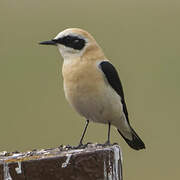 Western Black-eared Wheatear