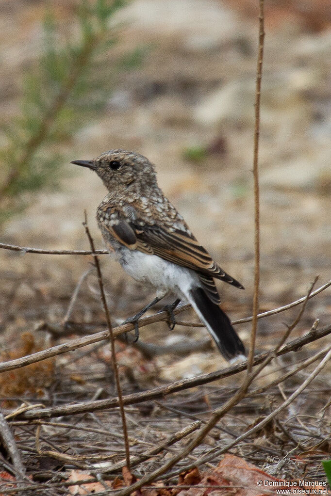 Western Black-eared Wheatearjuvenile